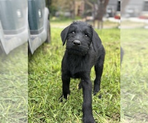 Schnauzer (Giant) Puppy for sale in AROMAS, CA, USA