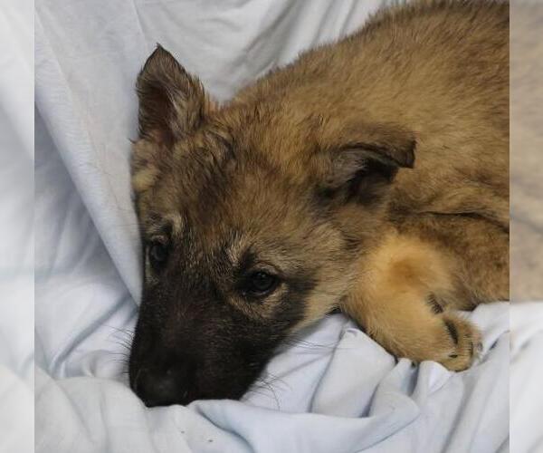 Medium Photo #1 Mutt Puppy For Sale in Thief River Falls, MN, USA