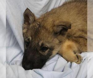 Mutt Dogs for adoption in Thief River Falls, MN, USA