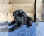 Small #7 Cane Corso