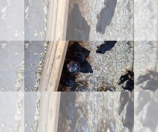 Medium Photo #2 Rottweiler Puppy For Sale in LAKELAND, FL, USA