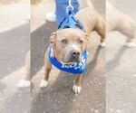 Small #6 Bullypit