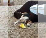 Small #6 Beagle