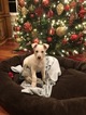 Small Photo #1 German Shepherd Dog Puppy For Sale in COVINGTON, WA, USA