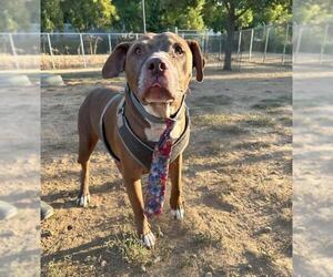 American Pit Bull Terrier Dogs for adoption in Sacramento, CA, USA