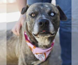 American Staffordshire Terrier-Unknown Mix Dogs for adoption in San Antonio, TX, USA