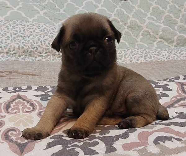 Medium Photo #6 Pug Puppy For Sale in PENDLETON, OR, USA