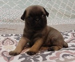 Small Photo #6 Pug Puppy For Sale in PENDLETON, OR, USA