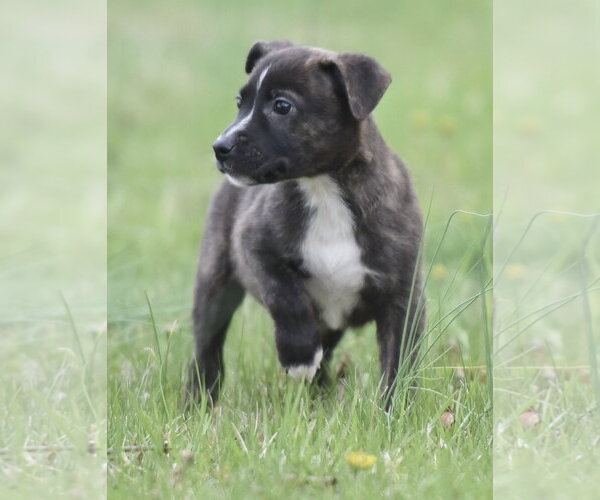 Medium Photo #2 Chihuahua-Unknown Mix Puppy For Sale in Mechanicsburg, PA, USA