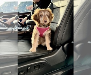 Aussiedoodle Miniature Puppy for sale in GRANTS PASS, OR, USA