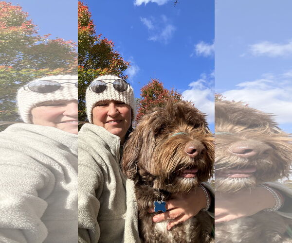 Medium Photo #6 Portuguese Water Dog Puppy For Sale in Landenberg, PA, USA