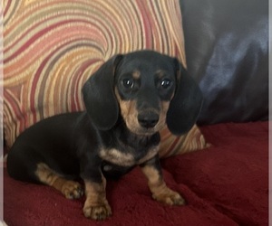 Dachshund Puppy for sale in SEDONA, AZ, USA