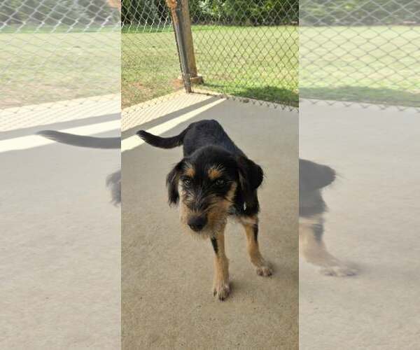 Medium Photo #2 Mutt Puppy For Sale in Rustburg, VA, USA