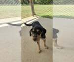 Small #1 Mutt