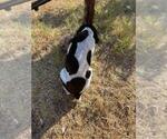 Small Photo #4 German Shorthaired Pointer Puppy For Sale in VACAVILLE, CA, USA