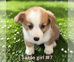 Small #13 Pembroke Welsh Corgi