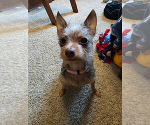 Mutt Dogs for adoption in Andover, MN, USA