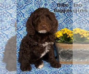 Australian Labradoodle Puppy for sale in WASH, NC, USA