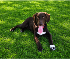 Labrador Retriever-Unknown Mix Dogs for adoption in Clovis, CA, USA