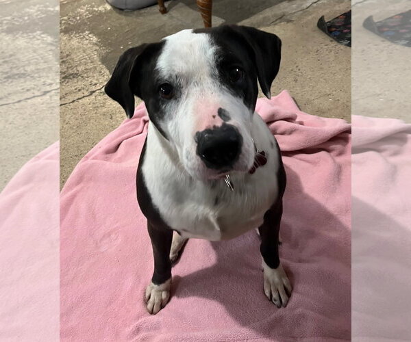 Medium Photo #11 American Staffordshire Terrier-Border Collie Mix Puppy For Sale in Spring Lake, NJ, USA
