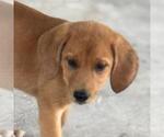 Small Labbe