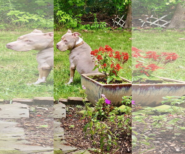 Medium Photo #37 Staffordshire Bull Terrier-Unknown Mix Puppy For Sale in Mount Laurel, NJ, USA