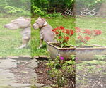 Small #36 Staffordshire Bull Terrier Mix