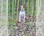 Small American Pit Bull Terrier Mix