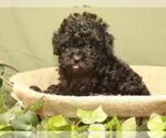Small Photo #12 Poodle (Toy) Puppy For Sale in SHAWNEE, OK, USA