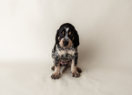 Small #6 Bluetick Coonhound