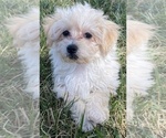 Small Photo #2 Maltipoo Puppy For Sale in CANOGA, NY, USA