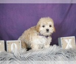 Small Photo #4 Poo-Ton Puppy For Sale in WARSAW, IN, USA
