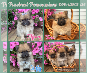 Pomeranian Puppy for sale in ATHENS, WI, USA