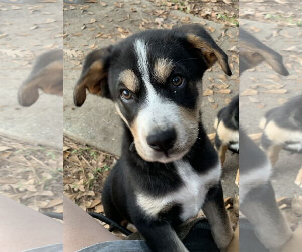 Medium Photo #1 Labrador Retriever-Unknown Mix Puppy For Sale in The Woodlands, TX, USA