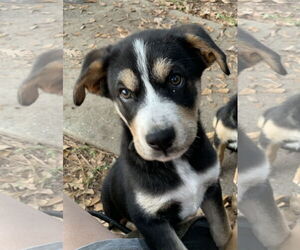 Labrador Retriever-Unknown Mix Dogs for adoption in The Woodlands, TX, USA