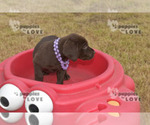 Small Photo #4 Labrador Retriever Puppy For Sale in SANGER, TX, USA