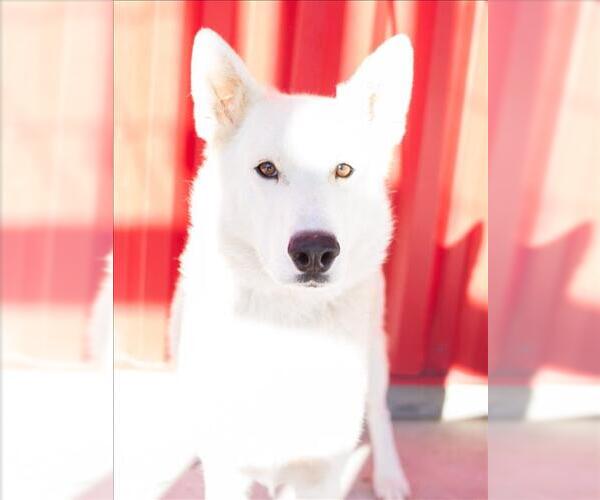 Medium Photo #1 Gerberian Shepsky Puppy For Sale in Tracy, CA, USA