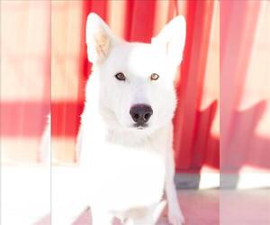 Gerberian Shepsky Dogs for adoption in Tracy, CA, USA