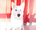 BLIPPI - Male Gerberian Shepsky Dog for Adoption - Small photo