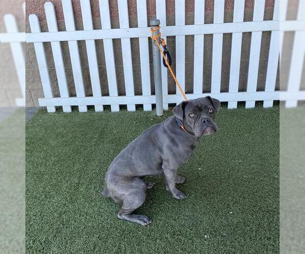 Medium Photo #1 Boxer-Unknown Mix Puppy For Sale in Modesto, CA, USA