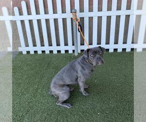 Boxer-Unknown Mix Dogs for adoption in Modesto, CA, USA