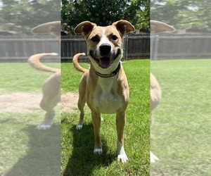 Mutt Dogs for adoption in Great Bend, KS, USA