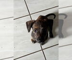 Small #8 Mutt