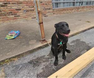 American Pit Bull Terrier Dogs for adoption in Pasadena, TX, USA