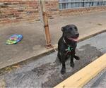 Small American Pit Bull Terrier