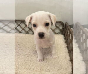 Boxador Dogs for adoption in Lakewood, CO, USA