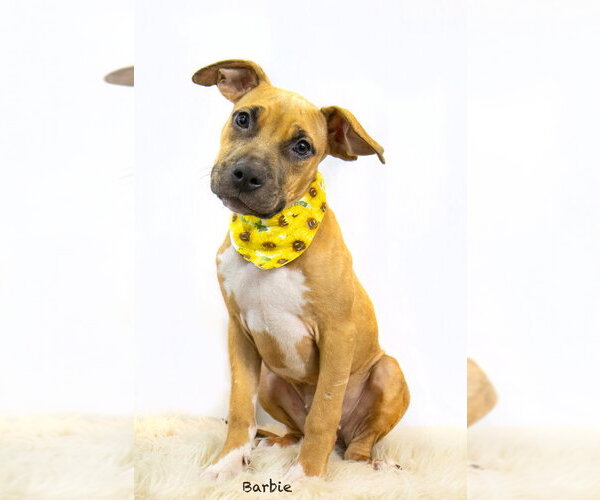 Medium Photo #4 Black Mouth Cur-Unknown Mix Puppy For Sale in Hot Springs Village, AR, USA