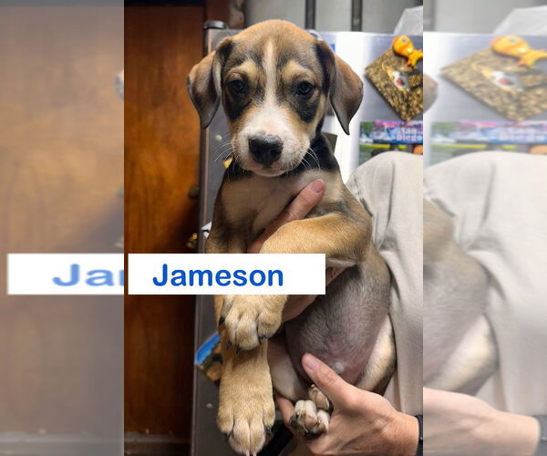 Medium Photo #2 Mutt Puppy For Sale in Claremore, OK, USA