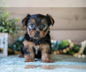 Yorkshire Terrier Litter for sale in LIGONIER, IN, USA
