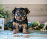 Small Yorkshire Terrier